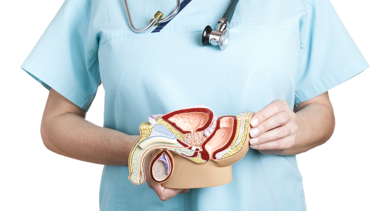 Doctor holding 3D model of male pelvis