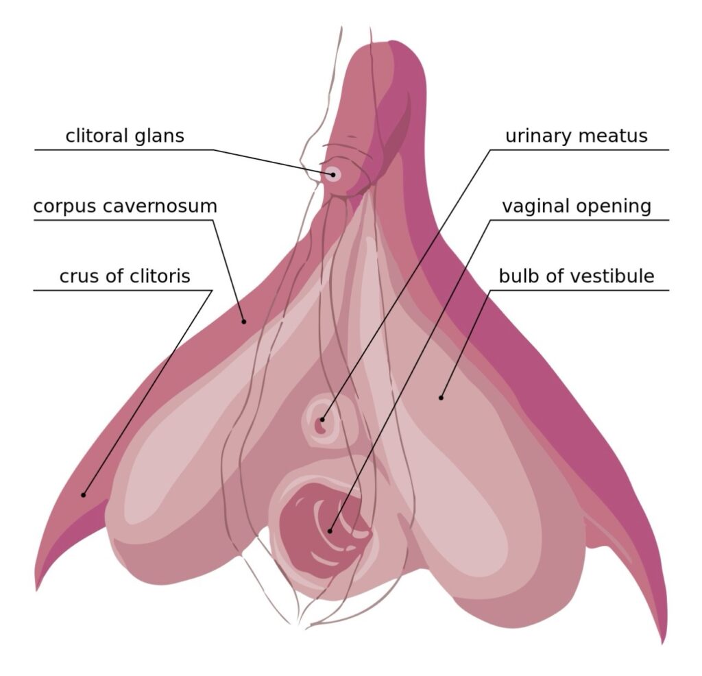 clitoral anatomy diagram for cliteracy